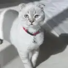 Scottish cat for adoption