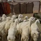 ضان حريات وللد