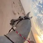 عسف خيل