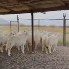 رخال حري 27 راس للبيع