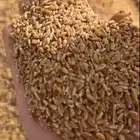 معيه الفواره حنطة