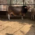 عجل