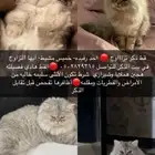 قط ذكر تزاوج