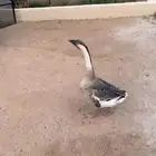 ذكر وز عراقي