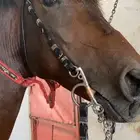 حصان شعبي لا يجي الا الصامل