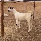 جفره بيشة صنف
