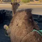 بكره مفروده