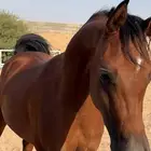 حصان عربي اصيل
