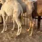 قعدان مشاء الله كفو فل بلديه التواصل اتصال