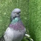 جوز لونق فيس كلين