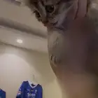 قط للبيع سكوتش فولد