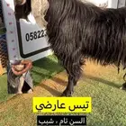تيس عارضي