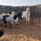 معزا مشاريك
