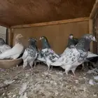 حمام باكستاني