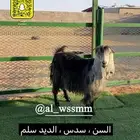عنز مضرع
