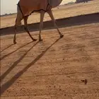 قعود فردي