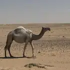 لقحه وضحاء رمانيه