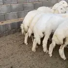 طليان حريه ذبايح بريه