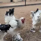 ديك براهما للبيع