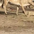 بقره
