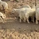 طليان أضاحي