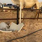 تم البيع