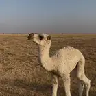 حوار كحيلاني جد ابوه المسكت وامه على الهدب وكفو