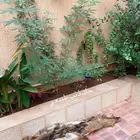 جلود حيوانات محنطه