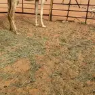 خفوت معزوله بنتها