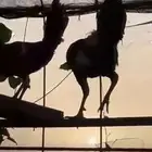 5ديوك للبيع على 35 موقع في صامطه الموسم