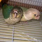 مفقود بغبغائين كنيور