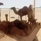 للبيع قعودين فاخره الأعمار 6 شهور