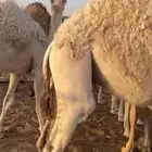 حيران فاخره العدد 11 كلها قعدان الأعمار 7 شهور وفوق المو
