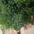مشتل تنسيق حدائق