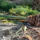 يوجد لديك جميع انواع انخيل المثمره حيب المقاسات