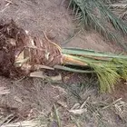 نخل مثمر