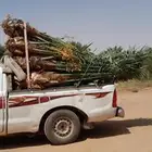 جميع أعمال النخيل