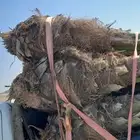 يوجد لدينا جميع انواع انخيل المثمره اتواصل جوال