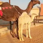 ناقه بكر اول ولاد تحتها قعود على ولد الحيسوني العمر شهرين