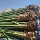 نخل طيب تواجد في مكه الطائف واسعار مناسبه الجميع فيه البرحيه