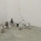 فروخ حمام