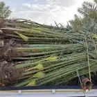 النخيل لبيع بجميع انواعه ولمقسات المختلفه متواجد دمام الجبيل