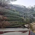 نخيل القصيم