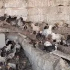 صوص بلدي وفيومي ذهبي والمنيوم