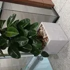 تنسيق حدائق