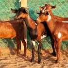 تيوس محايلية سمان تم البيع