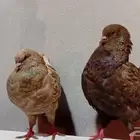 حمام كنق