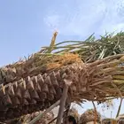 يوجد لدينا النخل البيع بجميع المقسات جده مكه طايف