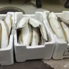 حبار للطيور