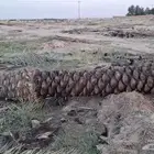 النخل البيع جثيث شيشي العدد 20 نفس الي بصوره الدمام